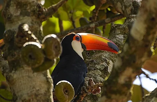 Welcher Vogel ist auf dem Foto zu sehen?