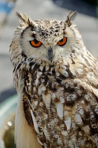 Welcher Vogel ist auf dem Foto zu sehen?