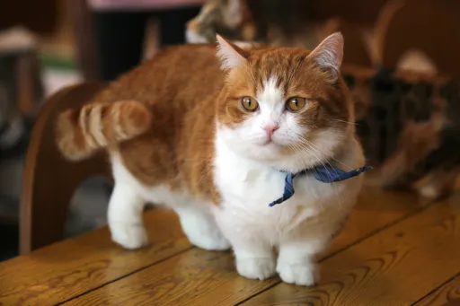 Welche Katzenrasse siehst du auf dem Foto?