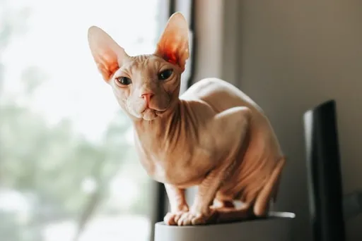 Welche Katzenrasse siehst du auf dem Foto?